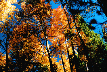 Fall Trees. Rocky Mountain National Park Fall Trees