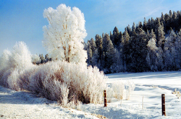 Ice Trees, Granby, CO Ice trees
